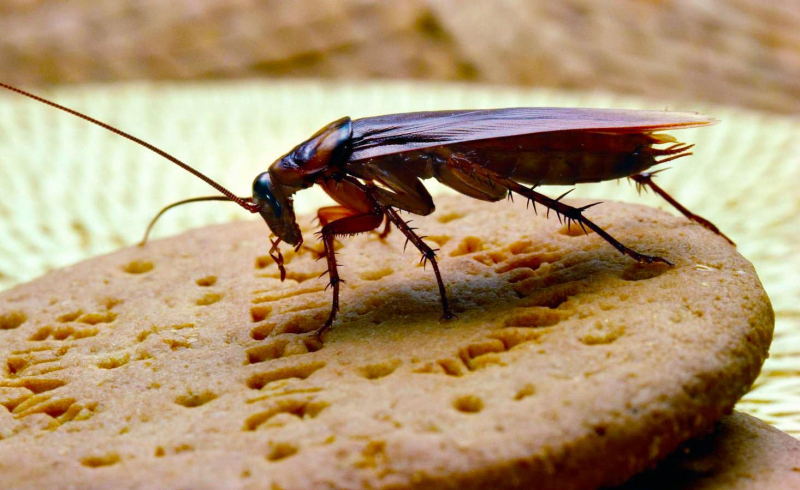 Заговор от тараканов: как избавиться от тараканов раз и навсегда в домашних условиях