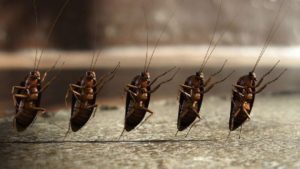 Заговор от тараканов: как избавиться от тараканов раз и навсегда в домашних условиях