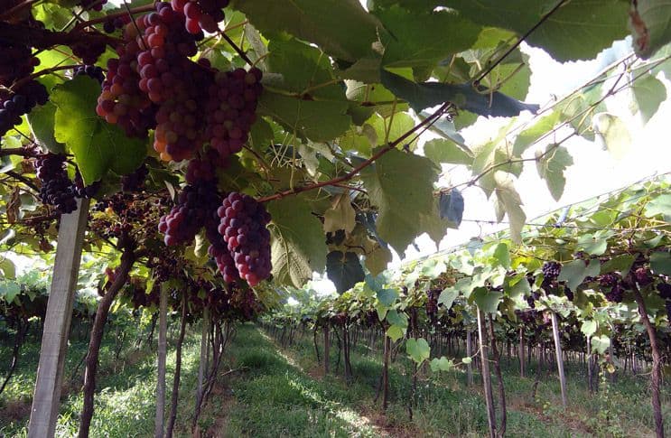 Защитные пакеты для винограда от ос: преимущества и принцип работы