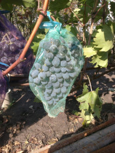 Защитные пакеты для винограда от ос: преимущества и принцип работы