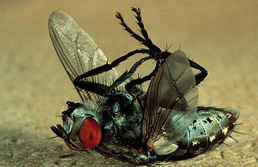 Зеленая муха: описание, фото