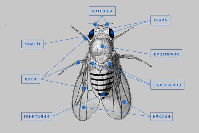 Зеленая муха: описание, фото