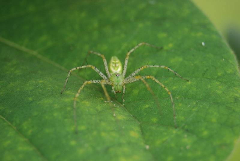 Зеленый паук фото - Зеленые пауки в России - названия, фото и описание
