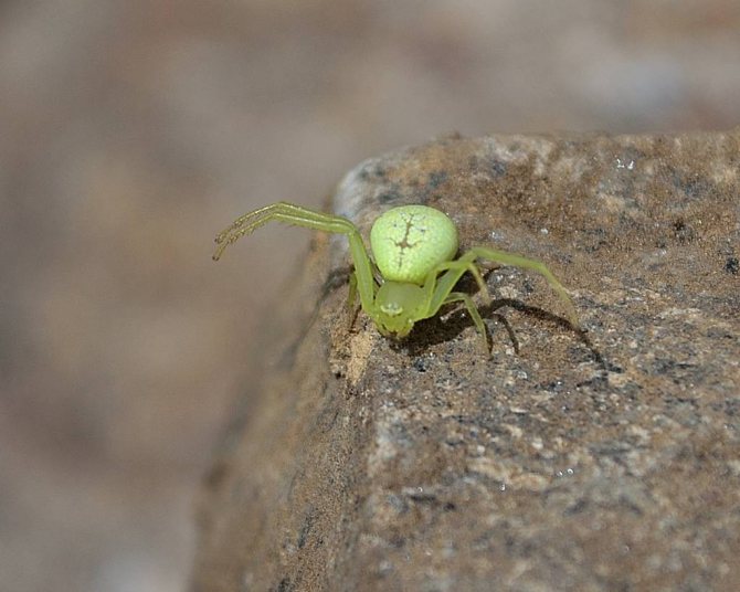 Зеленый паук фото - Зеленые пауки в России - названия, фото и описание