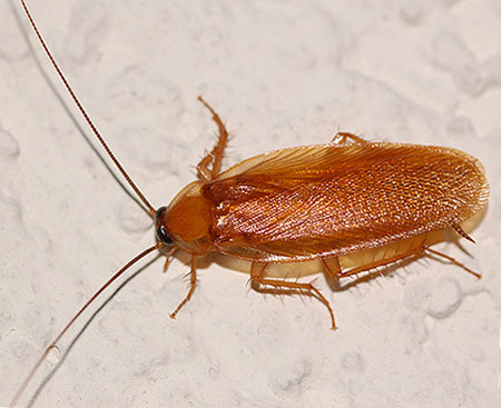 Где прячутся тараканы в вашей квартире?