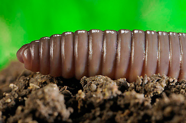 Земляные черви: образ жизни, среда обитания и свойства почвы
