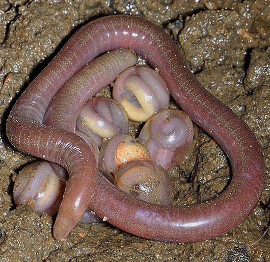 Земляные черви: образ жизни, среда обитания и польза для почвы
