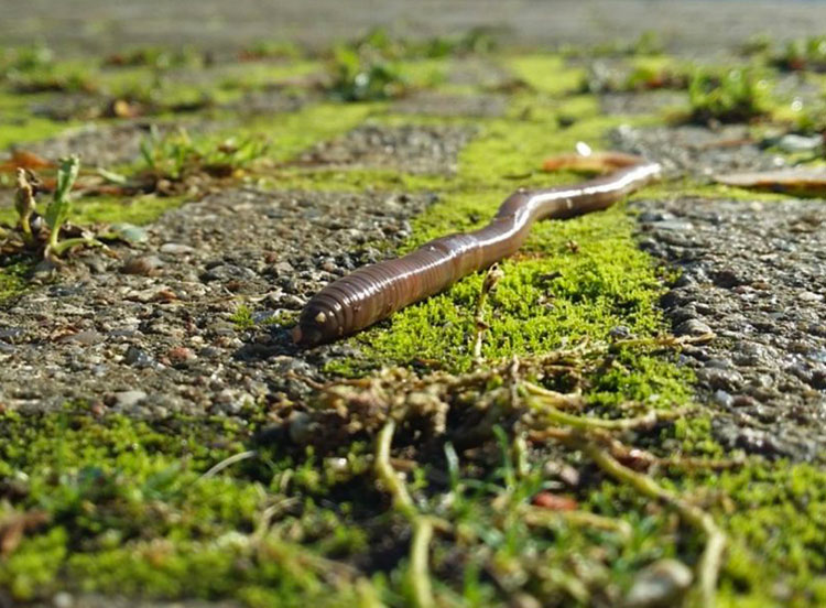 Земляные черви: образ жизни, среда обитания и свойства почвы