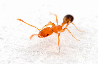 Как избавиться от муравьев на участке: эффективные методы борьбы