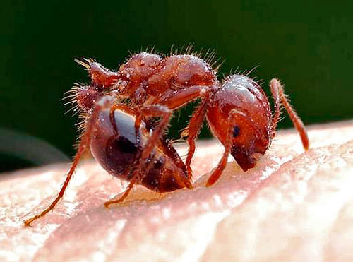 Как избавиться от муравьев на участке: эффективные методы борьбы