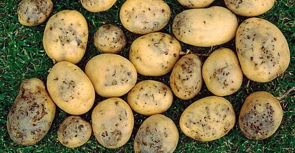 Картофельная моль - Как контролировать и защищать картофель?