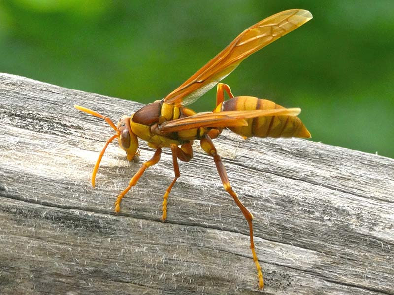 Оса палача - образ жизни, среда обитания и опасность осы палача