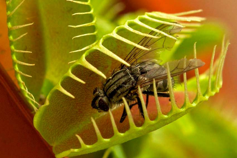 Венерины мухоловки, Dionea - растение, питающееся мухами