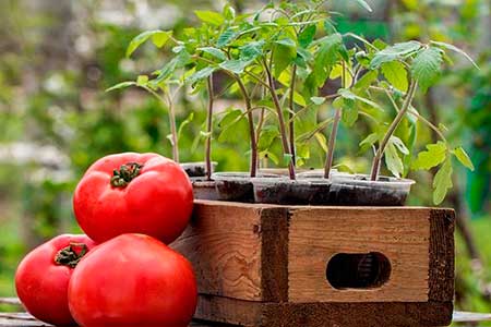 Вредители томатов - как с ними бороться